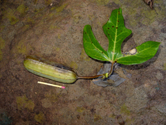 Aristolochia macroura