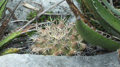 Mammillaria meiacantha