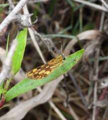 Metisella