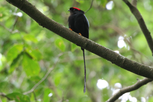 Long-tailed Manakin (Chiroxiphia linearis), photo 9