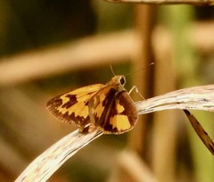 Pardaleodes incerta incerta