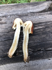 Pholiota rufodisca