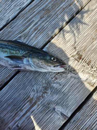 Black cod (Anoplopoma fimbria) — Anoplopomatidae — 2