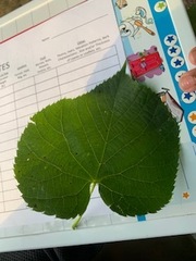 Tilia americana heterophylla