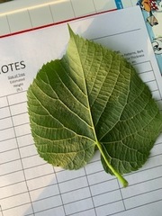 Tilia americana heterophylla