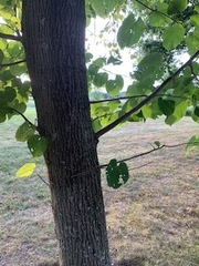 Tilia americana heterophylla
