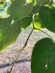 Tilia americana heterophylla