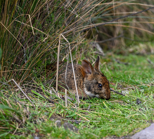 Sylvilagus salentus