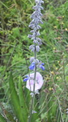 Salvia urolepis