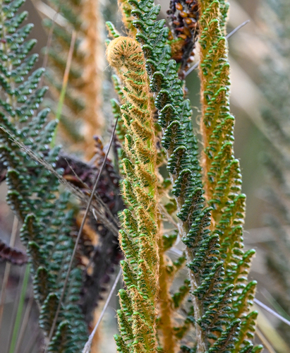 Polystichum orbiculatum, photograph 4