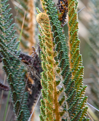 (c) Amber M. King, some rights reserved (CC BY) Polystichum orbiculatum, photograph (c) Amber M. King, some rights reserved (CC BY)