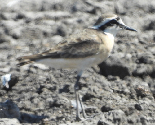Chorlitejo pecuario (Charadrius pecuarius)