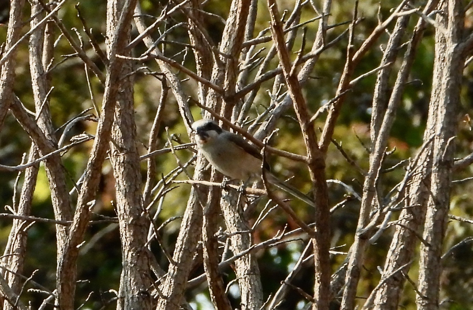 Souza's Shrike (Lanius souzae), photo 4