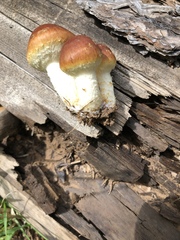Pholiota rufodisca