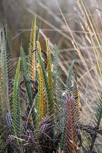 Polystichum orbiculatum, photograph 2