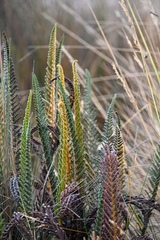 (c) Amber M. King, some rights reserved (CC BY) Polystichum orbiculatum, photograph (c) Amber M. King, some rights reserved (CC BY)