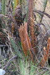 (c) Amber M. King, some rights reserved (CC BY) Polystichum orbiculatum, photograph (c) Amber M. King, some rights reserved (CC BY)