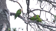 Rhynchopsitta terrisi