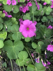 Oxalis bowiei