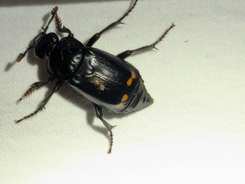 Pustulated Carrion Beetle photo 6