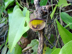 Aristolochia triangularis