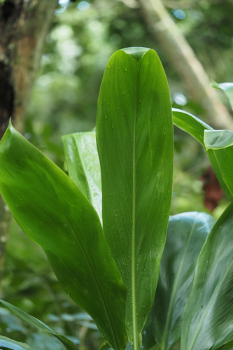 Cordyline fruticosa observed 2025-06-26