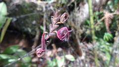 Scaphosepalum