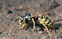 Vespula atropilosa