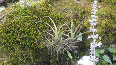 Tillandsia parryi