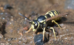 Vespula atropilosa