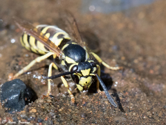 Vespula atropilosa