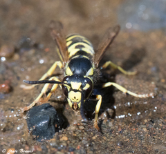 Vespula atropilosa