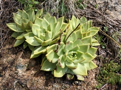 Echeveria agavoides