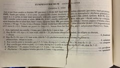 Symphyotrichum expansum