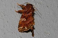 Callopistria duplicans