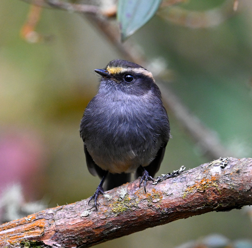 Crowned Chat-Tyrant (Silvicultrix frontalis), photo 4