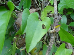 Aristolochia triangularis