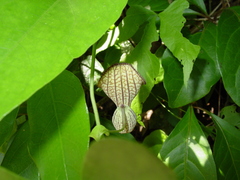 Aristolochia triangularis