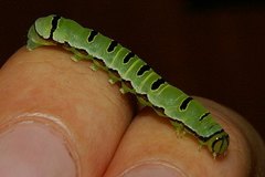 Callopistria repleta