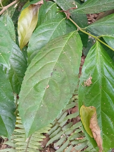 Cassipourea glomerata