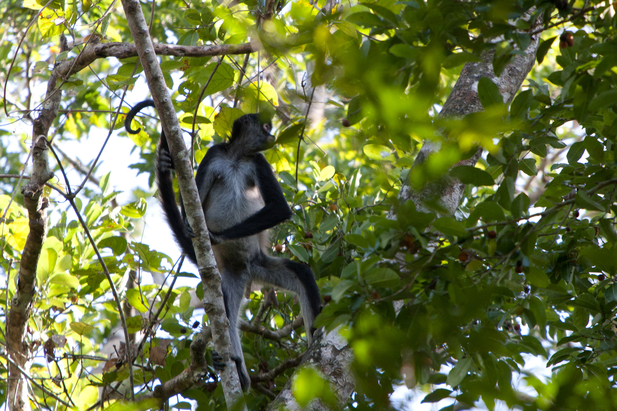 Macaco-aranha-de-Geoffroy (Ateles geoffroyi)