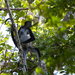 Central American Spider Monkey - Photo (c) ColinDJones, some rights reserved (CC BY-NC), uploaded by ColinDJones