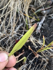 Symphyotrichum expansum