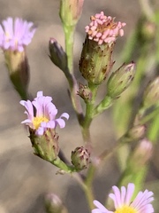 Symphyotrichum expansum