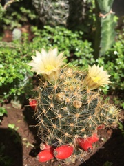 Mammillaria prolifera