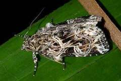 Callopistria albolineola