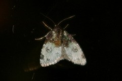Bryomoia melachlora