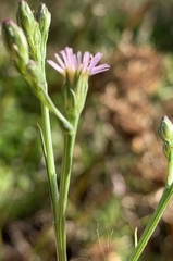 Symphyotrichum expansum