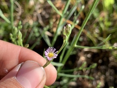 Symphyotrichum expansum