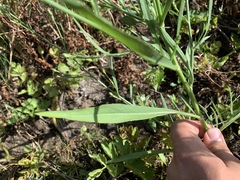 Symphyotrichum expansum